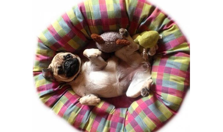 Los 10 mandamientos de las Mascotas