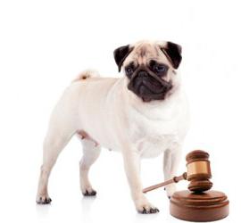 Primera condena pública por el abandono de animales