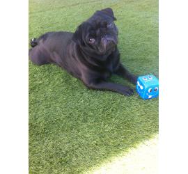 SOS Animales Sagunto organiza un torneo benéfico de fútbol 7