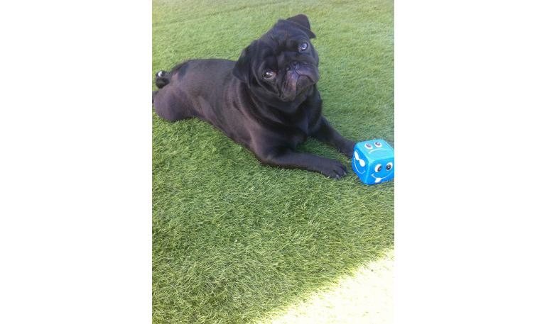 SOS Animales Sagunto organiza un torneo benéfico de fútbol 7