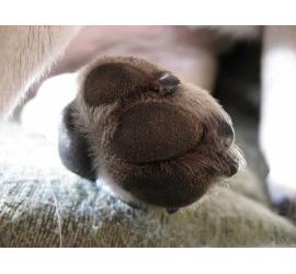 Un perro es torturado hasta la muerte en Luarca