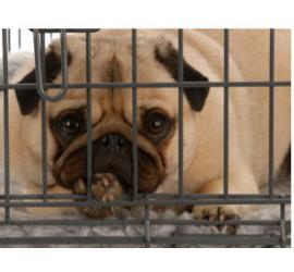 Maltrato a animales, violencia silenciosa... y cotidiana