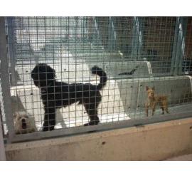 La protectora de Valencia afronta este verano saturada de perros y gatos