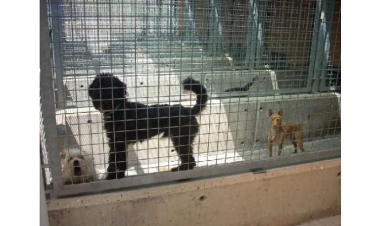 La protectora de Valencia afronta este verano saturada de perros y gatos
