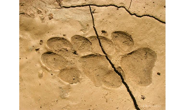 La Policía Local de Baiona abandona una perra en el monte tras ser atropellada