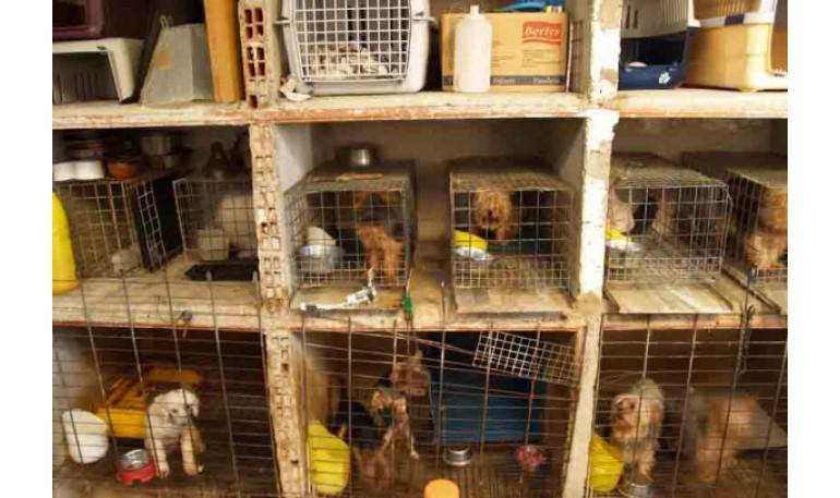 TESTIMONIOS Sobre los perros importados del este