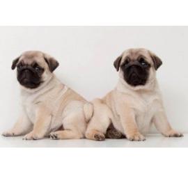Desmantelan una empresa que vendía perros de raza por Internet