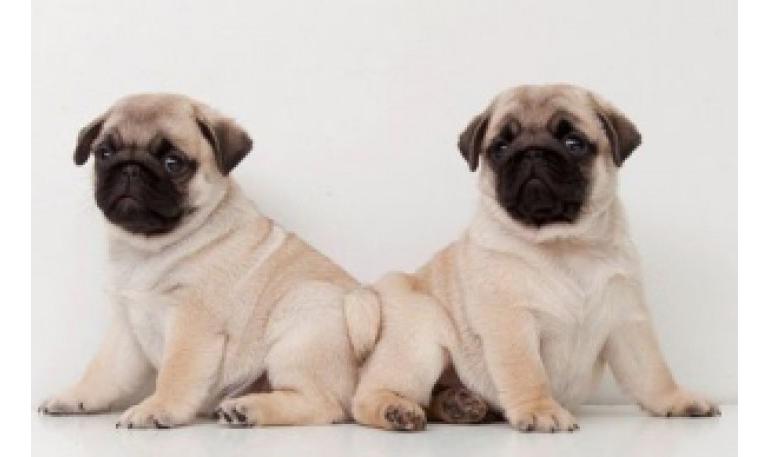 Desmantelan una empresa que vendía perros de raza por Internet