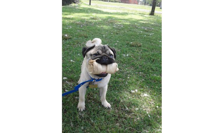 Suplica de un perro encadenado