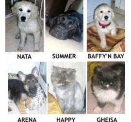 Aviso para protectoras y personas que den su perro/gato en adopción o vendan camadas