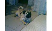 Sebas 2