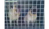 Cami y Gus 1