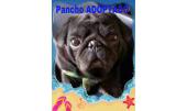 Pancho 1