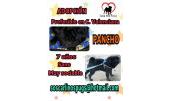 Pancho 3