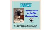 Charlie 1
