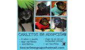 Carlitos 2