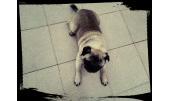 Duque 3
