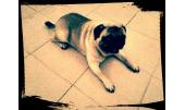 Duque 4