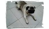 Duque 5