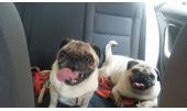 Luna y Glop 1