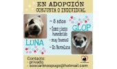 Luna y Glop 4