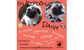 Daisy 3