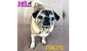 Checo 4