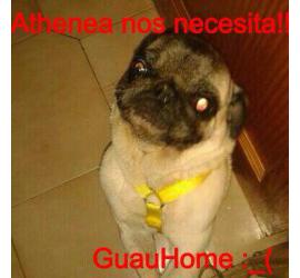 Athenea