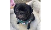 Ralphie 1