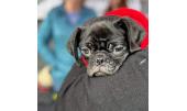 Ralphie 2