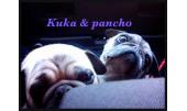 Pancho 6