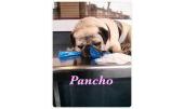 Pancho 7