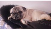 Lola 2