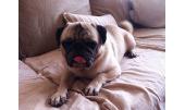 Pepito 2