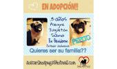 Pepito 3