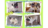 Pepito 4