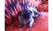 Chiqui 3