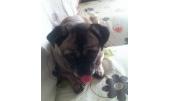 Chiqui 4