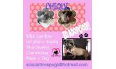 Chiqui 6