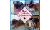 Chiqui 7